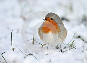 Cute robin on snow in winter