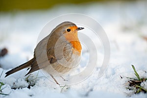 Cute robin on snow in winter