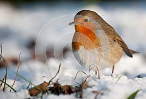 Cute robin on snow in winter