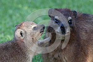 Cute Rock Hyrax Mother and Baby photo