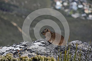 A cute rock Hyrax at Table Mountain in Cape Town, South Africa