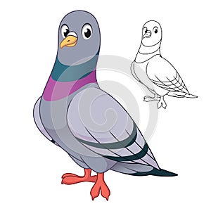 Cute Rock Pigeon Standing with Line Art Drawing