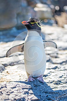 Cute Rockhopper Penguin Portrait