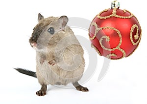 Cute rodent by Christmas decorations on snow white background