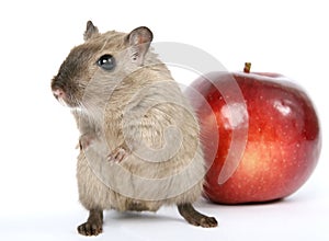 Cute rodent by Christmas decorations on snow white background