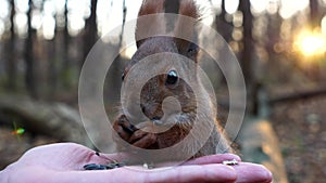 Cute rodent eating food from hand of young girl at forest. Wild fluffy squirrel taking sunflower seeds from female arm