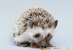 Cute rodent hedgehog baby atelerix albiventris background