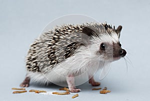 Cute rodent hedgehog baby atelerix albiventris background