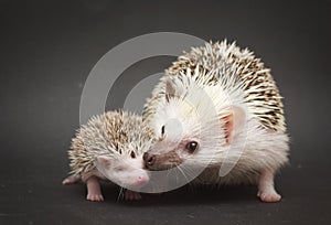 Cute rodent hedgehog love with baby photo