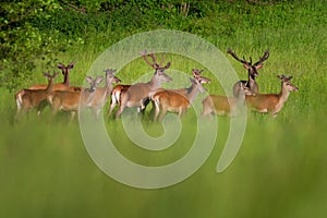 Cute roe deer, Capreolus capreolus on a green meadow during summer