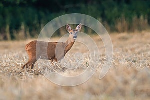 Cute roe deer, Capreolus capreolus on a green meadow during summer