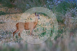 Cute roe deer, Capreolus capreolus on a green meadow during summer