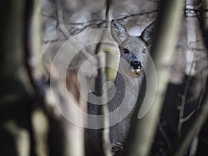 Cute roe deer, Capreolus capreolus portrait in the dark forest