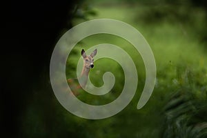 Cute roe deer doe hiding behind green trees in summer nature