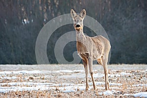 Cute roe deer doe standing on a meadow and facing camera with copy space