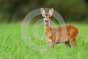 Cute roe deer fawn grazing on green summer meadow with leafs in open mouth.