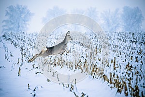 Cute roedeer jumping over agricultural field covered with snow