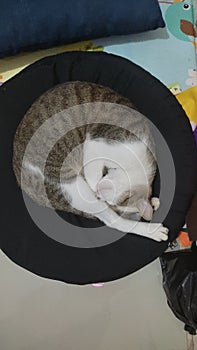 A cute rolled sleeping cat