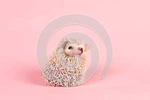 Cute rolled up African pygmy hedgehog