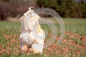 Cute rooster`s white back on the green field, rooster is eating corn