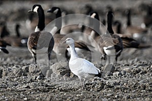 Cute Ross\'s goose rests in a construction site with a large flock of Canada Geese