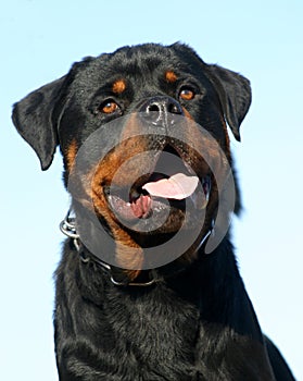 Cute rottweiler