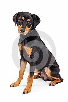 Cute Rottweiler Crossbreed Puppy Dog Sitting
