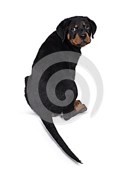 Cute Rottweiler dog puppy, Tail hanging down.