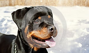 Cute rottweiler dog on the snow background