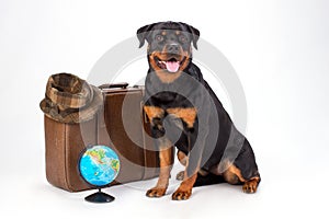 Cute rottweiler dog with travel valise.