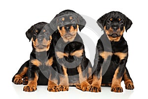 Cute Rottweiler puppies on white
