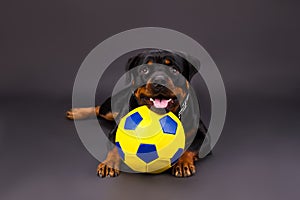 Cute rottweiler puppy and football ball.