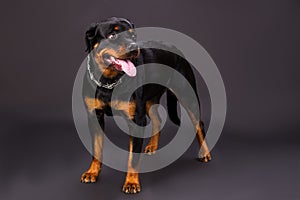 Cute rottweiler puppy, studio shot.