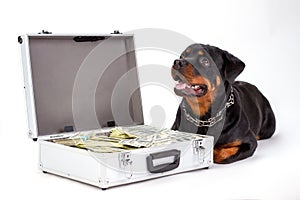 Cute rottweiler and suitcase with currency.