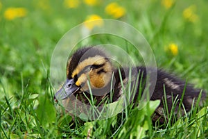 Cute Rouen Duckling Sleeping