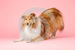 Cute Rough Collie dog on pink background