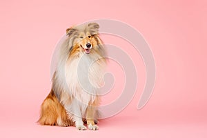 Cute Rough Collie dog on pink background