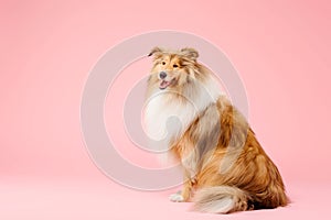 Cute Rough Collie dog on pink background