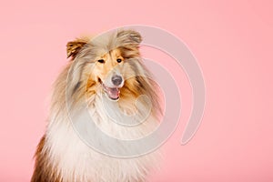 Cute Rough Collie dog on pink background