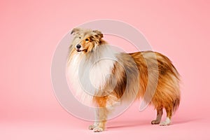 Cute Rough Collie dog on pink background