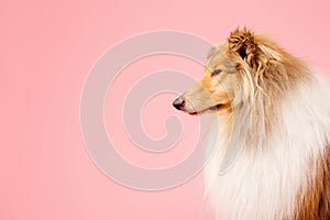 Cute Rough Collie dog on pink background