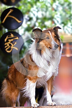 Cute rough collie standing at the yard door
