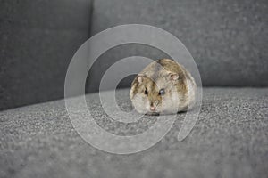 Cute round dwarf mini hamster sitting on a grey textured background