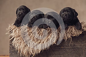 Cute row of four labrador retriever dogs looking up and side