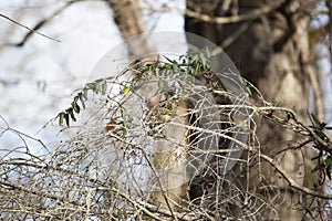 Cute Ruby-Crowned Kinglet