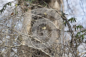 Cute Ruby-Crowned Kinglet