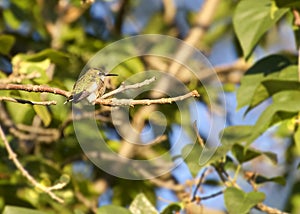 Cute Ruby-Throated Hummingbird Fluffed Up In Sunshine