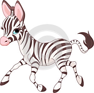 Cute running baby Zebra