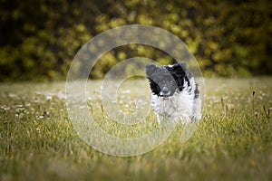 Cute running puppy of dog breed poodle