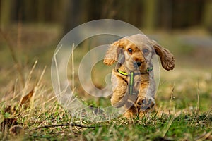 Cute running puppy of golden cocker spaniel